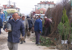 92 bin kiraz fidanı dağıtıldı