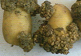 Patates siğili tehlikesi ortadan kalktı mı?