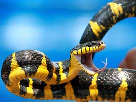 ERGENEKON'da kuyruğun sahibi...