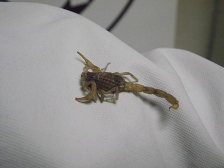 Akrebin soktuğu kadın hastanelik oldu