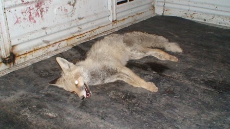 Motor kısmına sıkışan tilki öldü