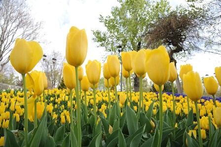 Konya’da “Lale Mevsimi”
