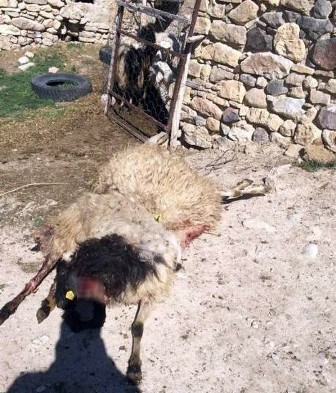 Konya'da 16 koyun telef oldu