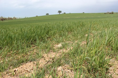 Üreticilere ‘yağmur duasına çıkın’ çağrısı
