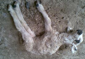 Üç ayaklı doğan kuzu öldü