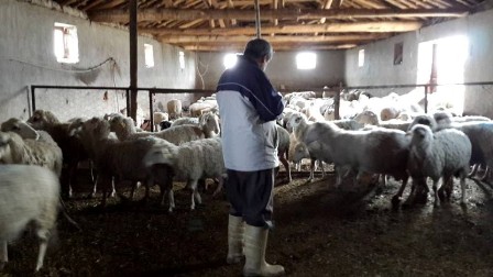 Seydişehir'de şap aşısı ve küpeleme çalışması başlatıldı