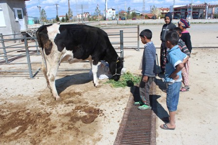 Zabıta, düvenin sahibini bulmak için seferber oldu