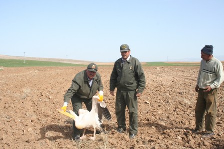 Ilgın'da bulunan pelikan Orman İşletme Şefliği'ne verildi