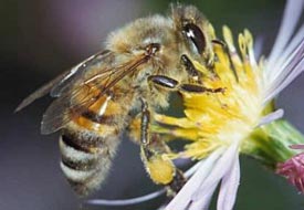 Anadolu arısı üretilecek