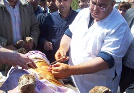 Göbek fıtığı olan buzağıya ameliyat