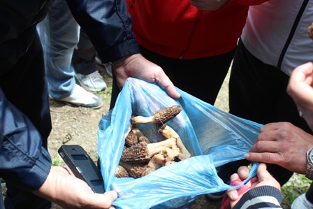 Kuzugöbeği hasadı başladı