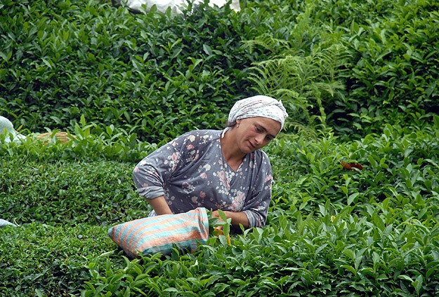 Yaş çay alım fiyatı açıklandı: 1,50 TL