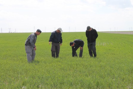 Buğdaya bereket yağdı