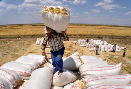 Erkek mevsimlik işçilere  en yüksek ücret Konya’da