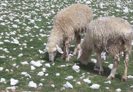 Sarayönü'nde çiftçiye hayvan dağıtımı