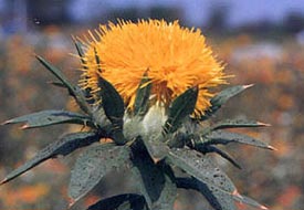 'Aspir ekim alanı artacak'