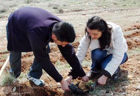 Halkapınar'da kiraz fidanı dağıtımı