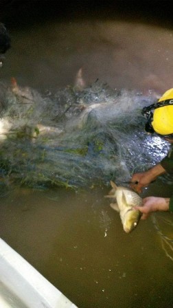 Balıklar ağdan kurtarıldı