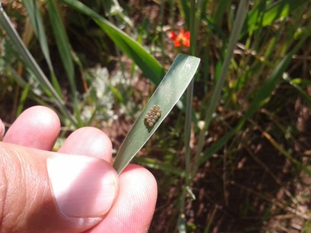 Seydişehir'de süneyle mücadele çalışmaları