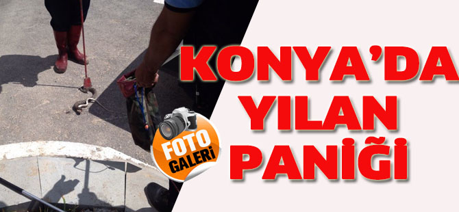 Konya'da yılan paniği