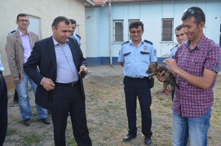 Yavru kurt koruma altına alındı