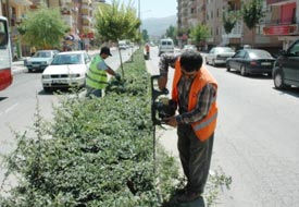 Ağaçlar da kentli köylü oldu
