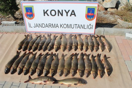 Kaçak avlanan sazanlar jandarmaya takıldı