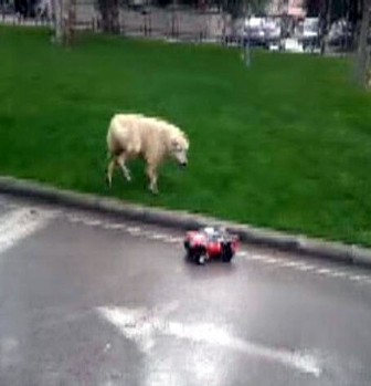 Köpeğin oyuncak arabayla imtihanı