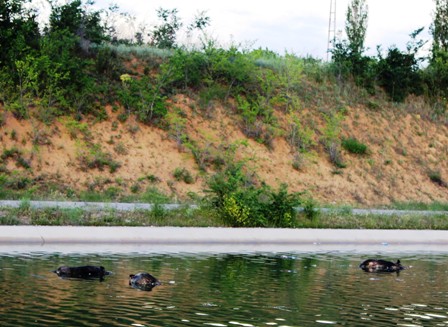 Kanala düşen yaban domuzları telef oluyor