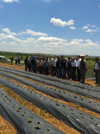 Hüyük'teki çilek bahçelerine gezi
