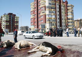 Sığır üreticileri eylemde hayvan kesti