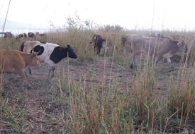 Doğal sığır besiciliği yaygınlaşıyor