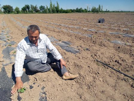 Çumra kavununda yüksek rekolte beklentisi