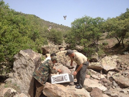 Bin adet kınalı keklik salındı