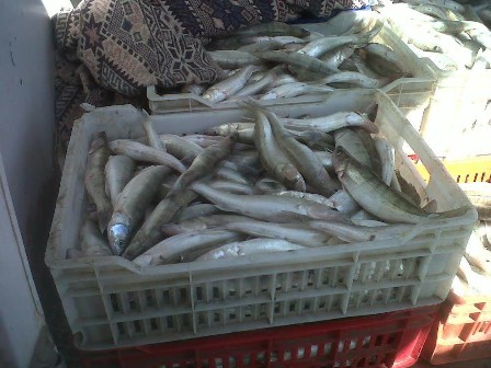 Beyşehir'de küçük boyda avlanan 151 kilo levrek balığı ele geçirildi