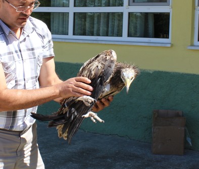 Yaralı bulunan gri akbaba tedavi altına alındı