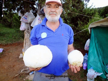 Konya Akören de dev mantarlar