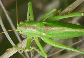 'Çöl Çekirgesi'ne karşı önlemler