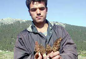 Kuzugöbeği toplayan yağmur bekliyor