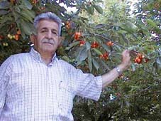 Kirazda düşük rekolte bekleniyor