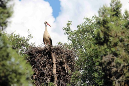 Leylekler vadisi’nde yavrular ölmesin