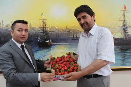 Çilek üretimi Derbent'in umudu oldu