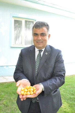 Beyaz kiraz’da rekolte kaybı yüzde 80