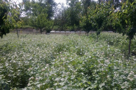 Halkapınar'da karabuğday deneme ekimleri yapıldı