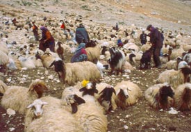 Küçükbaş hayvancılığa destek