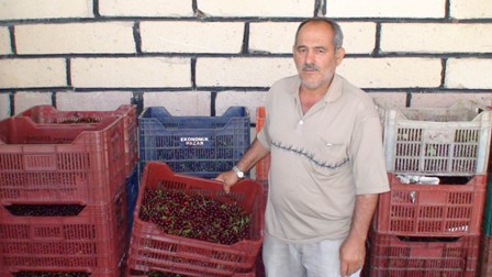 Ereğli’de kiraz ve vişnede rekolte kaybı