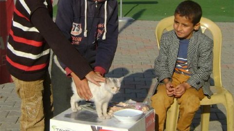 Yaralı kediye balıkçılar sahip çıktı