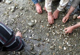 35 bin aynalı yavru sazan gölle buluştu