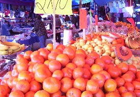 Domates üreticilerinin güve sıkıntısı
