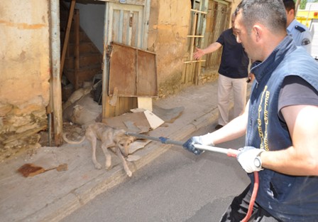 Metruk evdeki köpek kurtarıldı